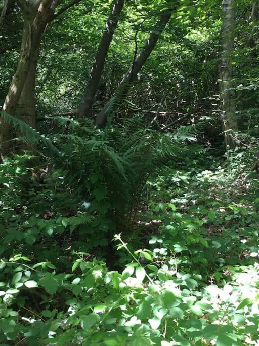 Magical Forest Yurt Sturry 外观 照片